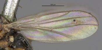 Media type: image;   Entomology 13370 Aspect: front wing